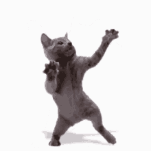 A dancing grey kitty.