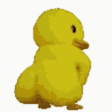 A gif of a twerking duck with a ginormous, volumptuous, earth shattering, humongous booty.